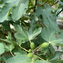 지니비치향 이미지