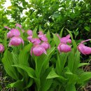 복주머니 이미지