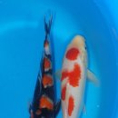 홍백농장 Daum카페