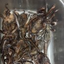 붉은 문어 | 부산 스킨해루질 실전기 │ 프리다이빙을 배우면 바닷속이 달라집니다 (문어 조과 후기)