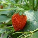 백곡농장 이미지