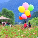 "천만 송이 꽃이 펼치는 축제"... 9월, 가족과 함께할 최고의 꽃 명소 이미지