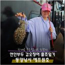 인천 갑오징어낚시 연안부두 동양낚시 에프원호 종일배 후기