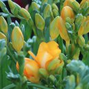 오일시시장 이미지