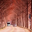 순창 메타세콰이어길 이미지