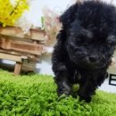 배곧애견샵 이미지