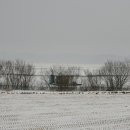 황금나무 이미지