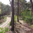 팔공산녹색길 숲길 1코스 이미지