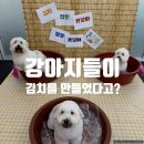 청담유치원 | 청담 독핏 유치원 : 강아지들이 김치를 만들었다고?