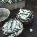 인도(첸나이 근교) 포구로 생선을 사러가는날 이미지
