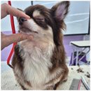 동물친구들 애견미용실 이미지