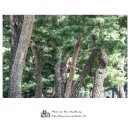 소나무풍경 이미지