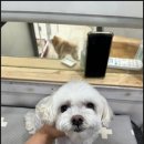 로즈퍼피 | 목포애견미용은 로즈퍼피에서 우리 강아지 스트레스 없이