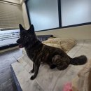 안녕, 상이 친구들! 이미지