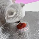 미러볼디저트클럽