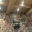 설악밸리 펜션민박 | [속초] 켄싱턴 리조트 설악 밸리 후기 | 가족여행 숙소 추천 조용한 단독형 숙소