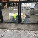 자니펜션