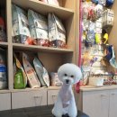 honapet(호나펫) 이미지