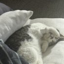 화서동물병원 이미지