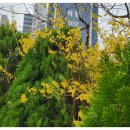 개나리아파트 놀이터 이미지