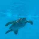 은하수약국 | 미야코지마에선 운이 안 좋아도 거북이를 볼 수 있어