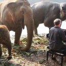 코끼리 환경 이미지