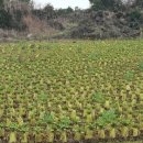 올레쉼터민박 이미지