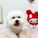 메리몰펫샵(사직점) 이미지