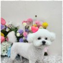 오늘도예쁘개 이미지