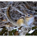 아기다람쥐 이미지