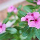 레드민박 이미지