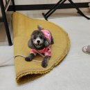 낭창한 강아지 이미지