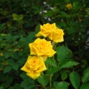 오수농장 이미지