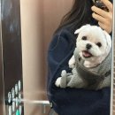 달콤한댕 | 달콤한댕 태전동 강아지 미용 추천