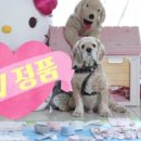 노즈노트