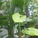 삼보농원 이미지