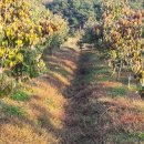 단풍농장 이미지