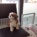 한솔동물병원 이미지