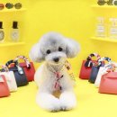 그루밍 나나 이미지