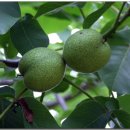 국골민박 이미지