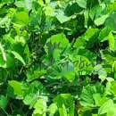 돈킴 덕소점 이미지