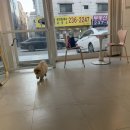 펫살롱 | [디어펫살롱] 수원 포메 곰돌이컷 성공후기🐶✂️