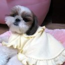 퍼피파라다이스 이미지