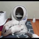 랜디돌스 네이버블로그