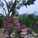 분꽃농장 이미지