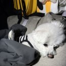 하나유치원 | 🐶 아엔이 유치원 일주일 등원 후기 🤍 적응 완료?!