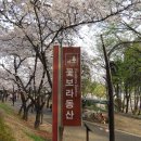 꽃보라동산 이미지