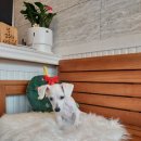 오구오구살롱 이미지