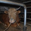 김두철농장 이미지