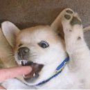빵갤러리아